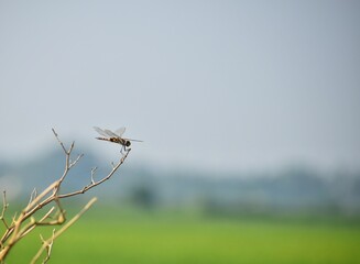 Dragonfly in the nature with blue sky as background near paddy fields. Dragonfly in the nature habitat. Beautiful vintage nature scene with dragonfly outdoor