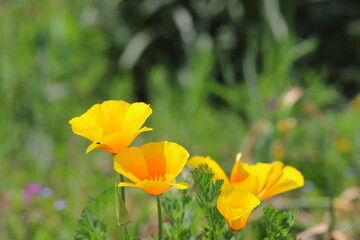 春の公園に咲くカリフォルニアポピーのオレンジ色の花