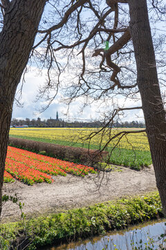 A view between two trees with in the foreground bulb fields with tulips and daffodils and in the background the church of Lisse