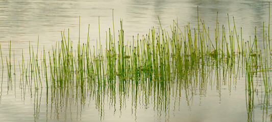 Green reeds growing in marsh wetland