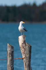 Solitary Gull perched on old dock post