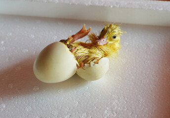 little yellow duckling had just hatched from an egg.
