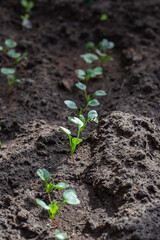 Seedlings of radish and lettuce in a garden bed in a greenhouse
