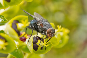 mouche sur une fleur en gros plan