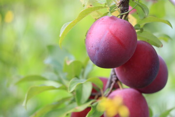 plum on a branch