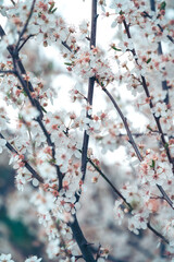Branches of white and pink cherry blossom flower details during spring