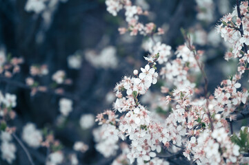 Branches of white and pink cherry blossom flower details during spring