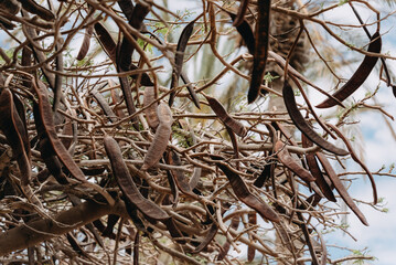 photo of carob tree plant with brown ripe carobs hanging of