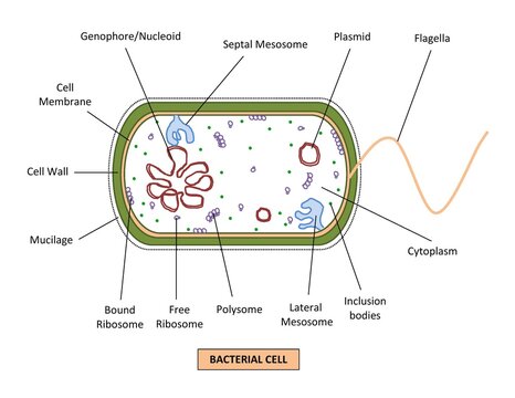 DIAGRAM SHOWING DIFFERENT PARTS OF A PROKARYOTE OR BACTERIAL CELL