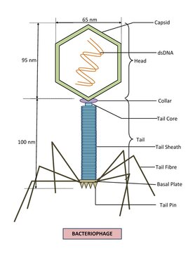 DIAGRAM SHOWING DIFFERENT PARTS OF A PHAGE VIRUS