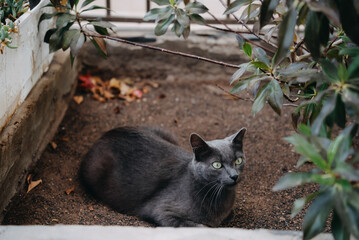 portrait of a beautiful cat with green eyes staring