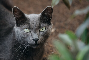 portrait of a beautiful cat with green eyes staring