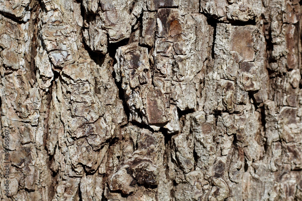 Wall mural a close view of the old tree bark surface.