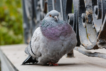portrait of a beautiful dove