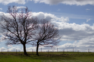 Zwei Bäume vor blau-wolkigem Himmel