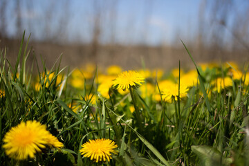 L&ouml;wenzahnme(hr)er