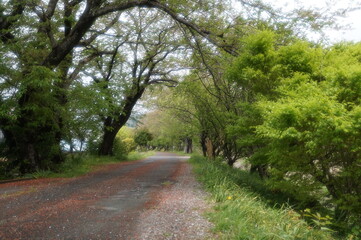 雨上がりの春の風景、新緑とカラフルな草花