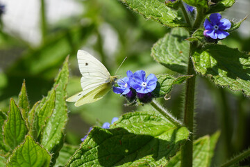 Small white (Pieris rapae). family Pieridae on flowers of green alkanet (Pentaglottis sempervirens), family borage (Boraginaceae). Dutch garden, spring, Netherlands, May