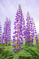 Pink and purple lupines against a purple sky. Nature background.