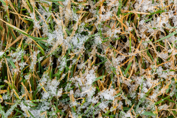 Lawn in snowflakes close-up. Spring snow on green grass