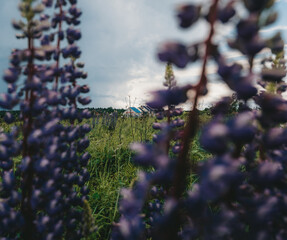 Pink and purple lupines against a purple sky. Nature background.