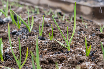 The garden bed with growing garlic is sprinkled with a little snow
