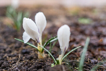 Beautiful crocus flowers of bright white color in raindrops grow on a flower bed in the ground