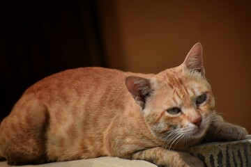 Portrait of a surprised brown cat Scottish Straight, closeup, isolated on brown background