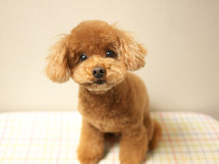 日本、トイプードル