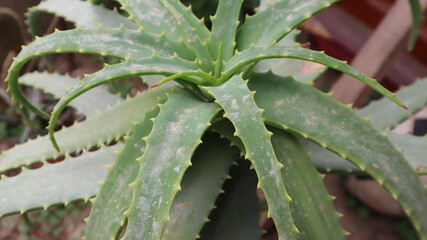 Aloe vera plant on a green background. Aloe Vera leaf close-up at the botanical garden