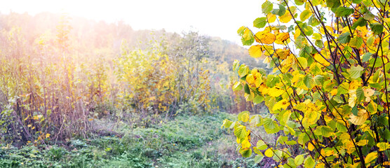 Autumn tree in the forest on a background of dense thickets in sunny weather
