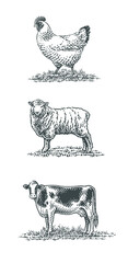 Cow, sheep and chicken, farm domestic animals.
Hand drawn engraving style vector illustration.