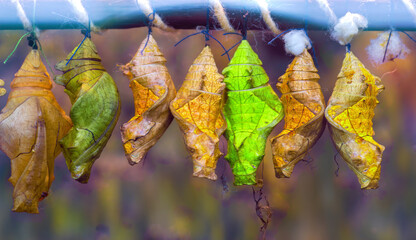 exotic animals: colored butterfly cocoons