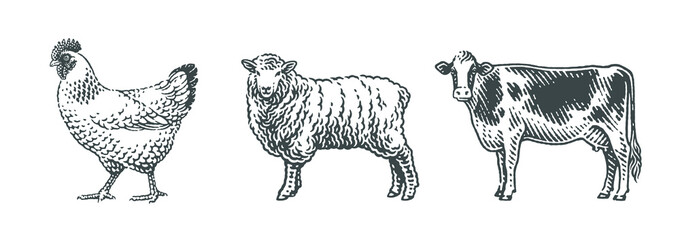 Cow, sheep and chicken, farm domestic animals.
Hand drawn engraving style vector illustration.