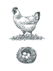 Fototapeta na wymiar Chicken, poultry, domestic farm animal, and nest with eggs into it. Hand drawn engraving style vector illustration.