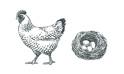 Chicken, poultry, domestic farm animal, and nest with eggs into it.
Hand drawn engraving style vector illustration.