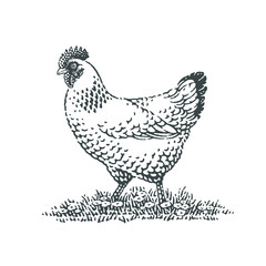 Fototapeta na wymiar Chicken, farm domestic animal. Hand drawn engraving style vector illustration.