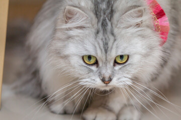 A perverted little mother likes to be pampered.