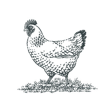 Chicken, farm domestic animal. Hand drawn engraving style vector illustration.