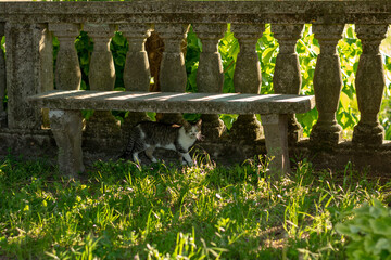 Naklejka premium Cat is hiding under a bench in a public park