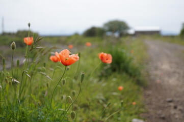 雨上がりの春の風景、新緑とカラフルな草花