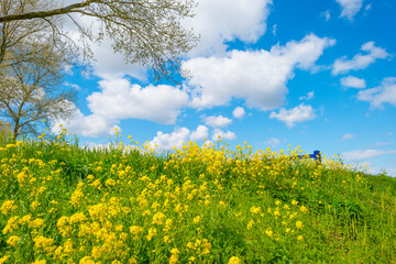 Yellow wild flowers blooming in green grass along trees in sunlight below a blue white cloudy sky in spring, Almere, Flevoland, The Netherlands, May 7, 2021, 2021