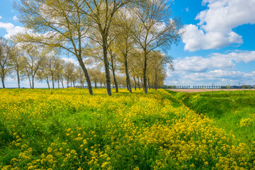 Yellow wild flowers blooming in green grass along trees in sunlight below a blue white cloudy sky in spring, Almere, Flevoland, The Netherlands, May 7, 2021, 2021