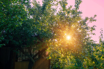 Fragment of a landscape with an apple orchard in the evening light. The sun rays shine through the tree
