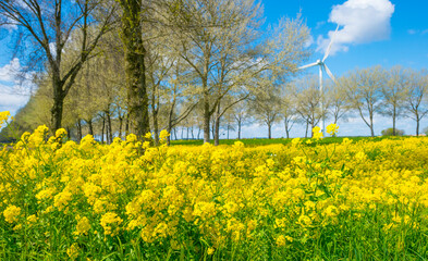 Yellow wild flowers blooming in green grass along trees in sunlight below a blue white cloudy sky in spring, Almere, Flevoland, The Netherlands, May 7, 2021, 2021