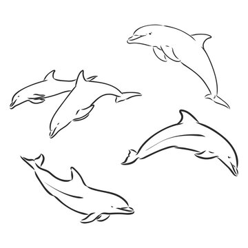Dolphin Line Art Doodle, a hand drawn vector cartoon illustration of a cute dolphin.