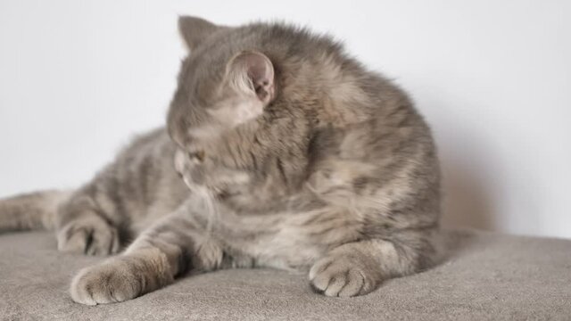 Licking cat breed Scottish Straight, British gray striped color on a white background after castration