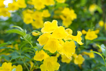 Dolichandra unguis-cati Blooming flowers in the garden