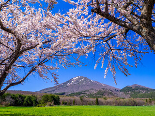Mountain with remaining snow seen from a ranch with cherry blossom trees blooming in full (Mt.Bandai ranch, Inawashiro, Fukushima, Japan)