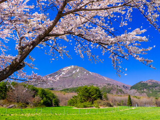 Fototapeta premium Mountain with remaining snow seen from a ranch with cherry blossom trees blooming in full (Mt.Bandai ranch, Inawashiro, Fukushima, Japan)